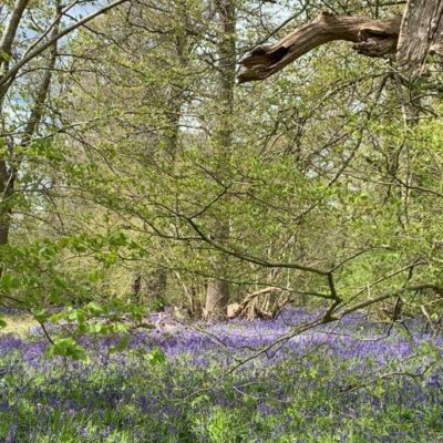 Bluebell Woods e-bike Tour