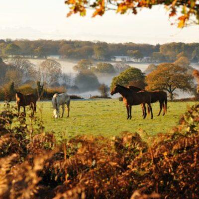 Cuckoo Trail