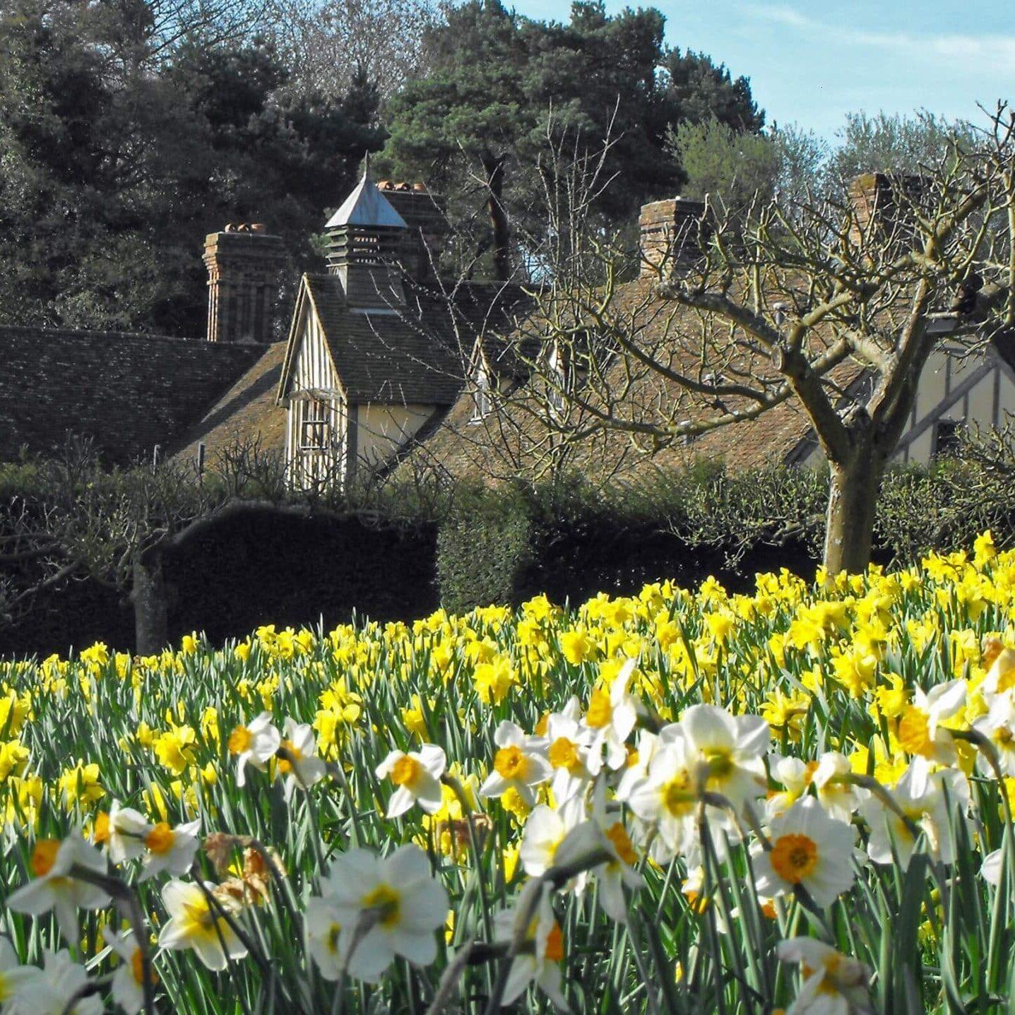 Spring at Ightham Mote - Image 7