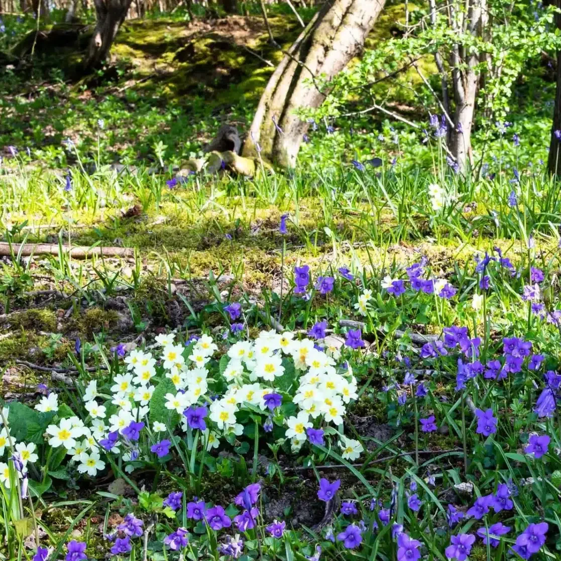 Spring at Ightham Mote - Image 6